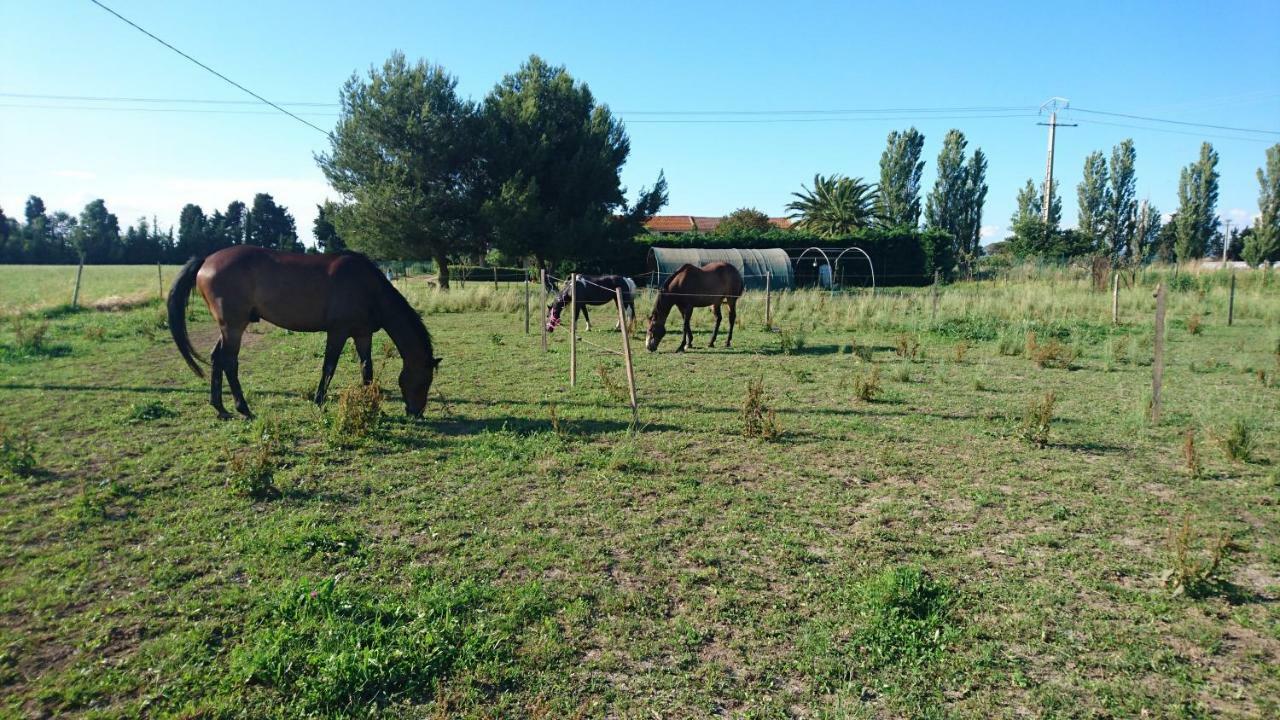 Affittacamere Les Prairies Mas Roux Raphèle Esterno foto